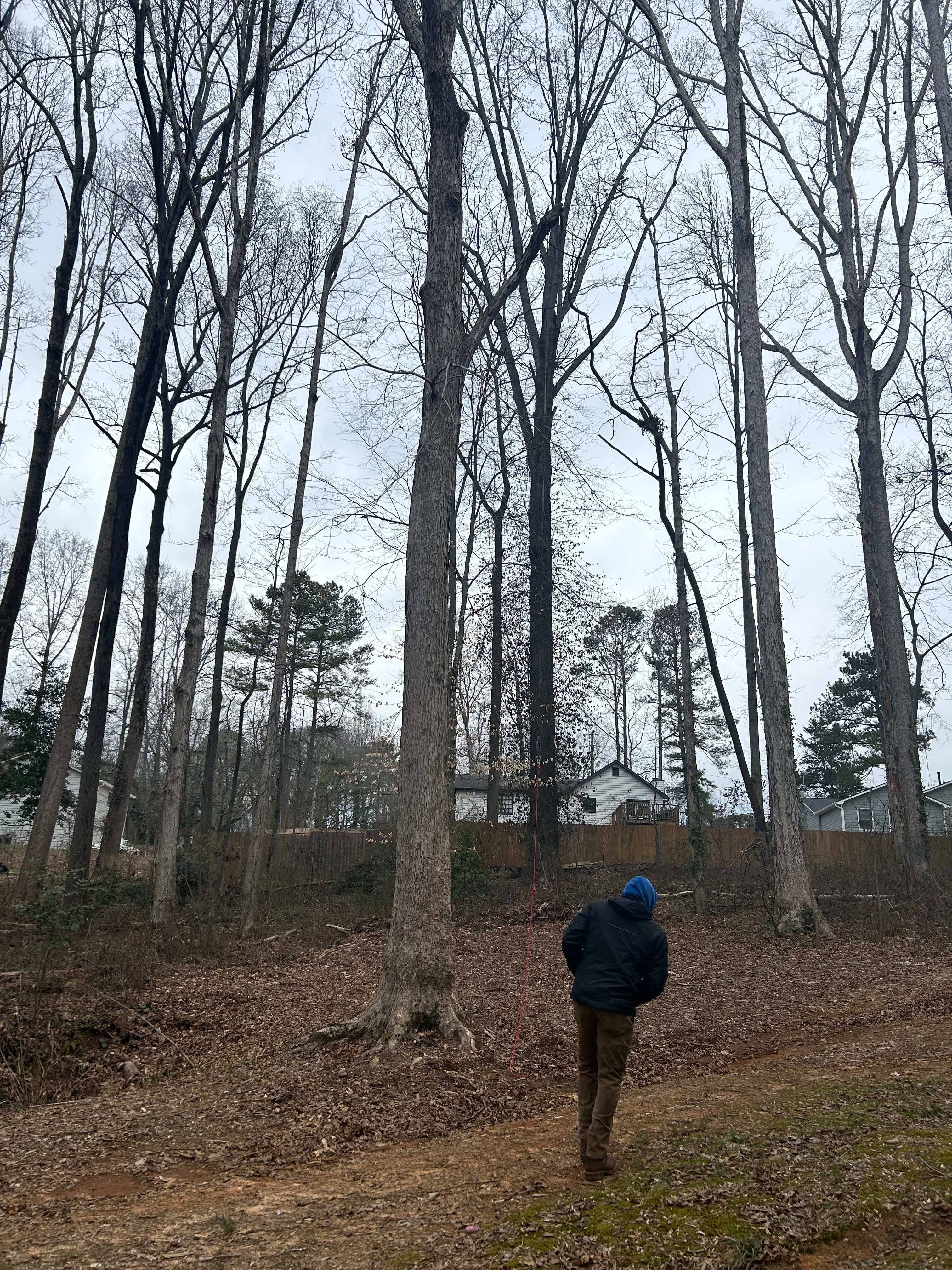 Tree Health Consultation